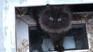 Feeding cats in this bad windy cold snowy weather