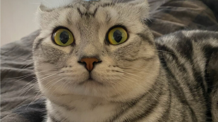 Kompilasi pilihan (hasil asal-asalan hari ini): Bagaimana reaksi kucing yang takut pada istrinya?