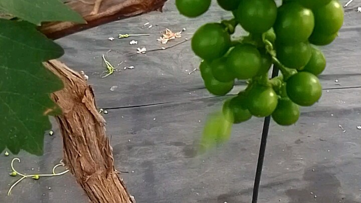 grapes picking