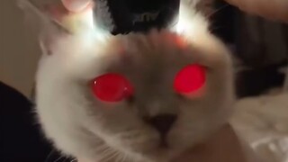 【Yaspe】Cat-copying神器