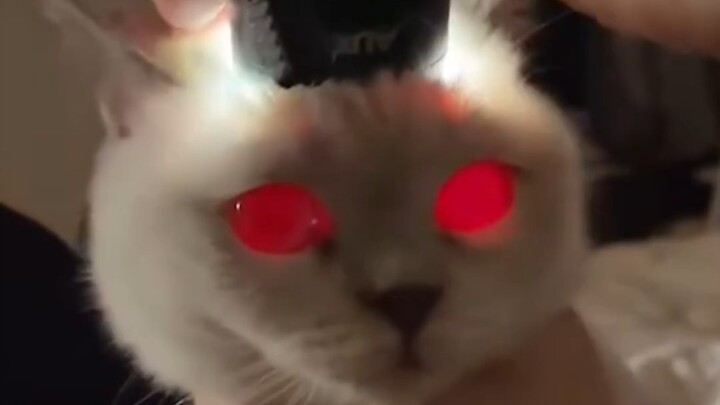 【Yaspe】照猫神器