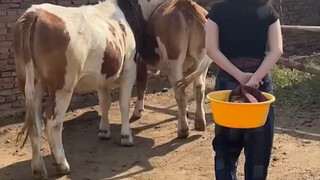 San Ye: Actually, you two also contributed to this natural fertilizer.