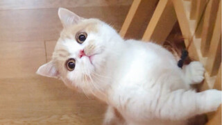 Cat: What delicious treat are you sneaking again without me?!