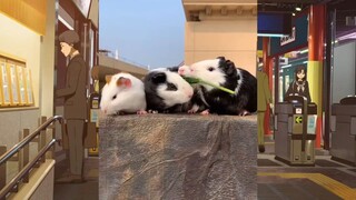 สัตว์ตลก_cut 255