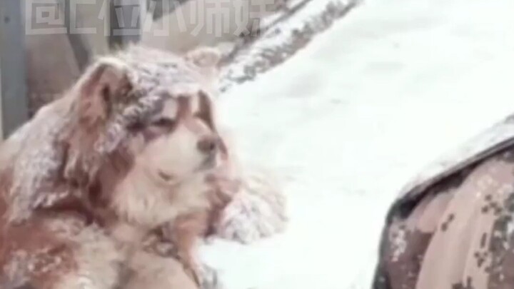 Nó là chó chứ không phải ngu, lạnh là nó về ổ ngay.