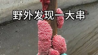 ไข่มุกแดงป่า