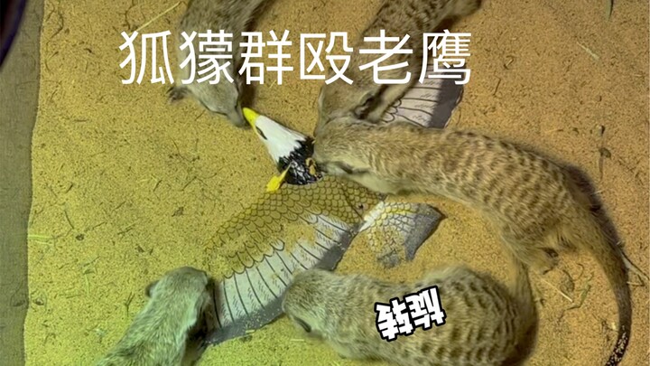 The moment I brought out the eagle to face the meerkats, everything spiraled out of control…