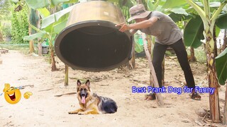 Best Funny Super Plastic Box Prank on Dog very new video prank