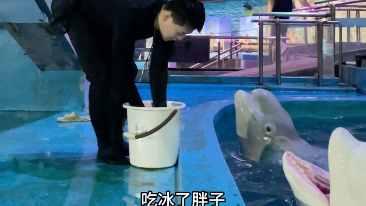 Da Bai is so realistic—without fish, even my sweetheart won’t kiss me!