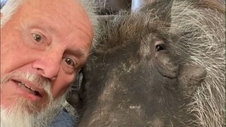 大叔养的猪猪宠物长得有点“潦草”，但人家其实是疣猪