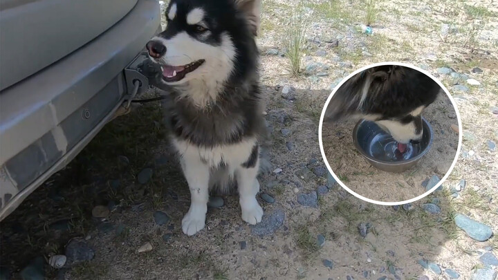 [Animals]A dog meets mom for the first time