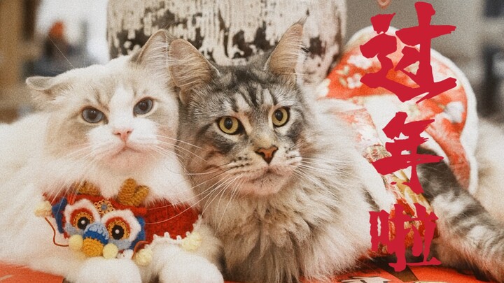 Taking my Maine Coon and Ragdoll for a spa day—time to get ready for the Lunar New Year!