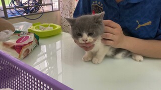 Hướng dẫn trị nấm ở mắt, mũi, miệng mèo con