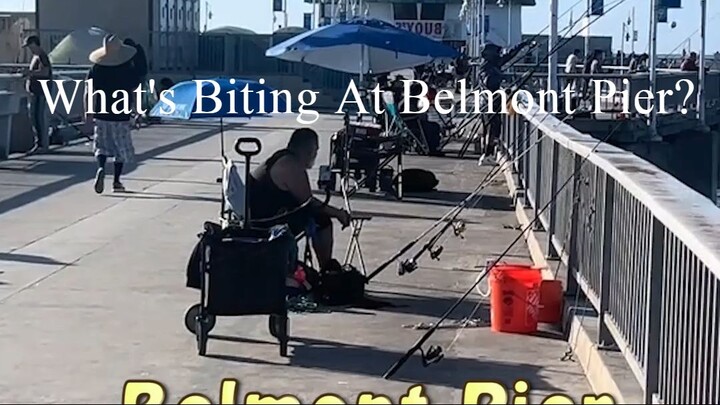 What's Biting At Belmont Pier?