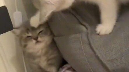 Kucing lucu ini dibagikan untuk dia yang juga manis!