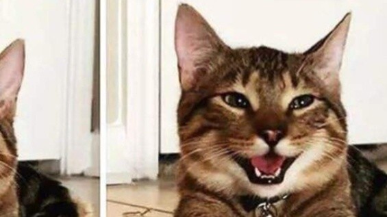 5 Cara Memelihara Kucing Agar Anak Kucing Anda Menginginkannya!