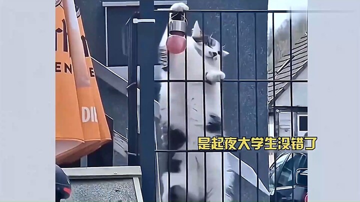 พบหลักฐานว่ามีการเจือจางน้ำเมิ่งผาวด้วยน้ำเปล่า แมวน้อยในโลกมนุษย์ฮอตสุดๆ ขาดแค่พูดได้เท่านั้น!