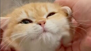 Fluffy, Fuzzy, Warm, Cat