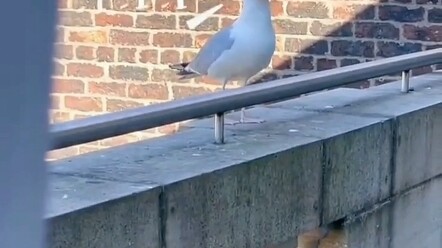 Seagull: What was I supposed to call it again?