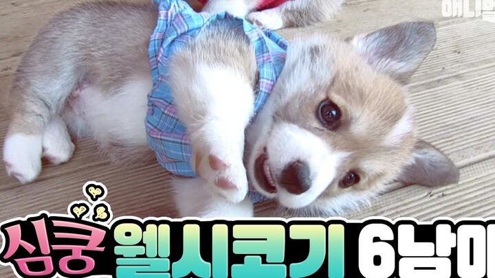 [Animal Farm | Heartwarming] Six Little Corgis and Their Golden Retriever “Dad”