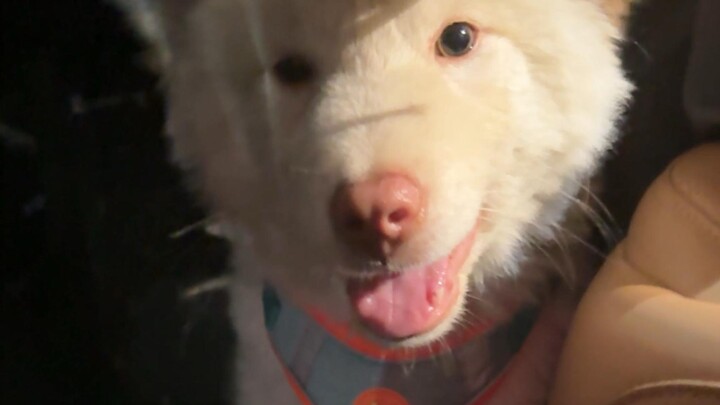 อย่าให้ใครจับหมาของคุณได้ง่ายๆ! นี่คือบทเรียนเลือดล้วนๆเลย