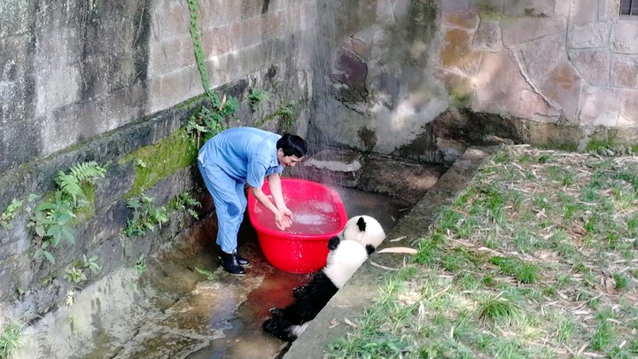 [สัตว์โลก] [แพนด้า] เล่นน้ำ | สวนสัตว์ฉงชิ่ง