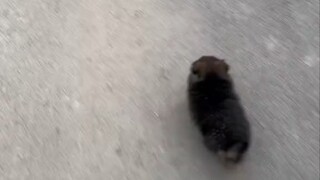 Chó con: Nhìn xem tớ phát hiện ra thứ gì hay ho này!