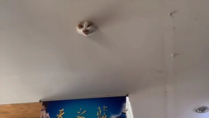 The Cat on the Ceiling