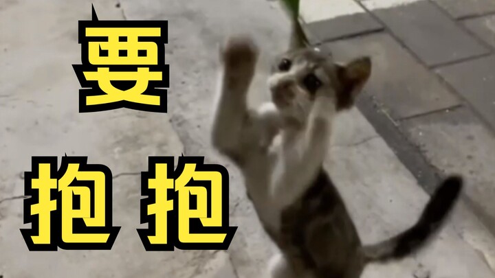 بعد انتهاء داباي من عمله، جلس متعبًا على جانب الطريق، فسارعت هريرة صغيرة لتعزيه بحنان وطلبت منه أن ي