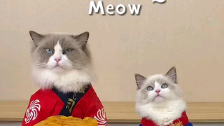 meow meow🙀😽 koki