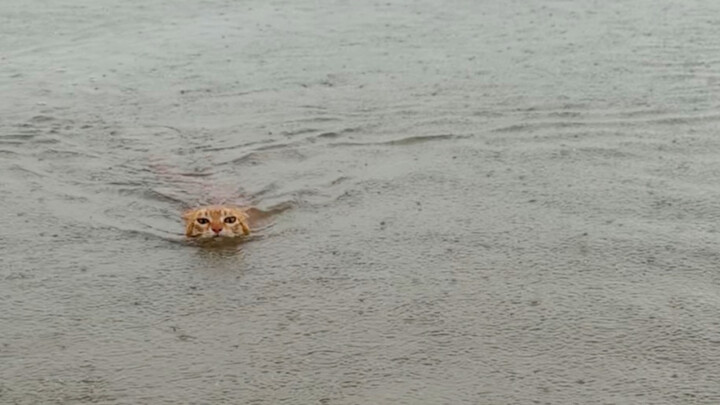 A Cat's Day on the Water