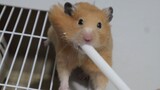 [Animals]Hamsters playing with a straw
