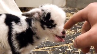 Baby Sheep: Keep away from me! I'm super fierce!