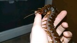 [Pets] What Bad Intentions Can Such A Cute Centipede Have?