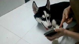 Husky a ngáo diễn sâu và cái kết || Husky deep acting and the ending #husky #thucung #pet #ngáohusky