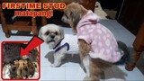 SHIHTZU FIRSTIME STUD  | KAILAN PWEDING IPASTUD ANG ASO + LIFE OF CHANEL FROM PUPPY
