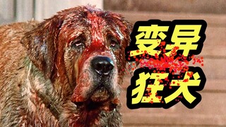 狗狗被蝙蝠咬伤，变成嗜血的杀人怪物，斯蒂芬金小说改编恐怖电影《狂犬惊魂》