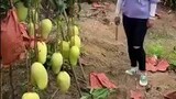 Giant mangoes