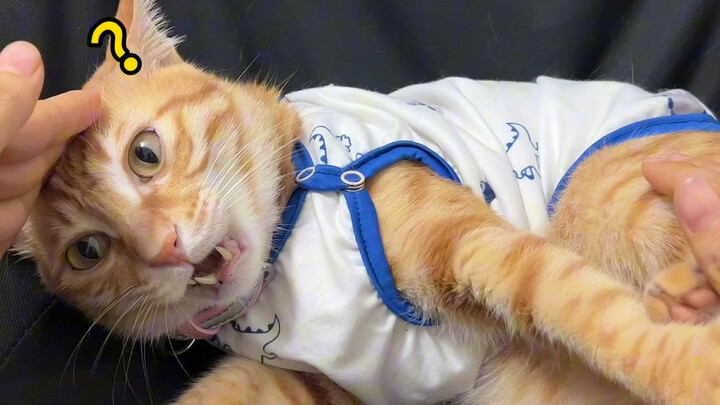Tôi chạm vào đầu nó và nó muốn cắn tôi. Tôi chạm vào chân nó và nó muốn cắn tôi. Khi tôi chạm vào đầ