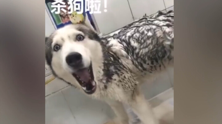 Ketika Tuhan menyebarkan kebijaksanaan ke seluruh dunia, hanya si anjing gila yang berhasil mengangk