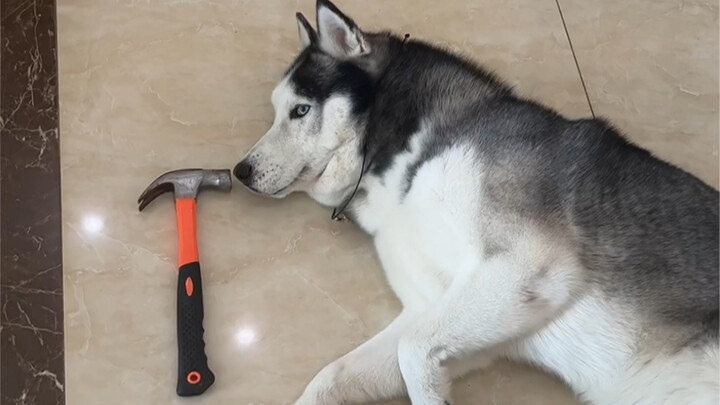 Testing the dog's temperament—sure enough, the Husky is one of a kind!