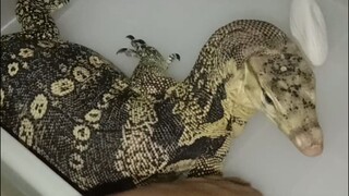 Biawak Jawa ( Varanus salvator ) bertelur