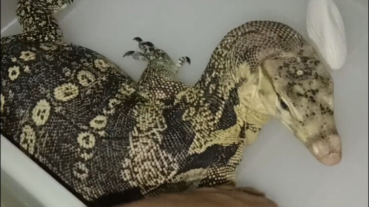 Biawak Jawa ( Varanus salvator ) bertelur