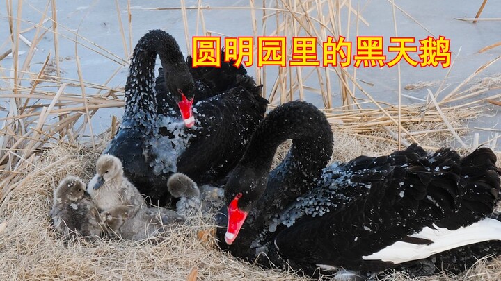 A little swan covered in ice is on the brink of death, but a Beijing elder rushes to its rescue, tou