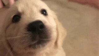 Raising you is such a great feeling | My five-year journey with my golden retriever, from 8kg to 80k