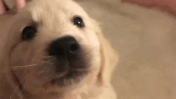Raising you is such a great feeling | My five-year journey with my golden retriever, from 8kg to 80k