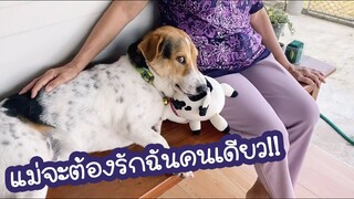โลกของแสนดี ตอน อัพเดทสภาพน้องวัวจะอยู่หรือไป!