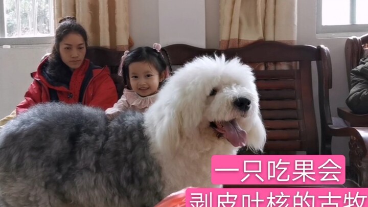 Chó cổ Mục ngoan quá đi mất, ăn uống kén chọn, lại rất thích trẻ con, tự đi vệ sinh được, biết bao n