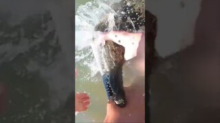 Bitten by a Nile Crocodile! #crocodile  #bite  #shorts