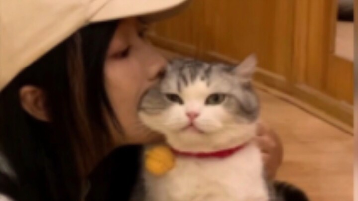 Thế giới của mèo trưởng thành, chẳng có gì là dễ dàng!